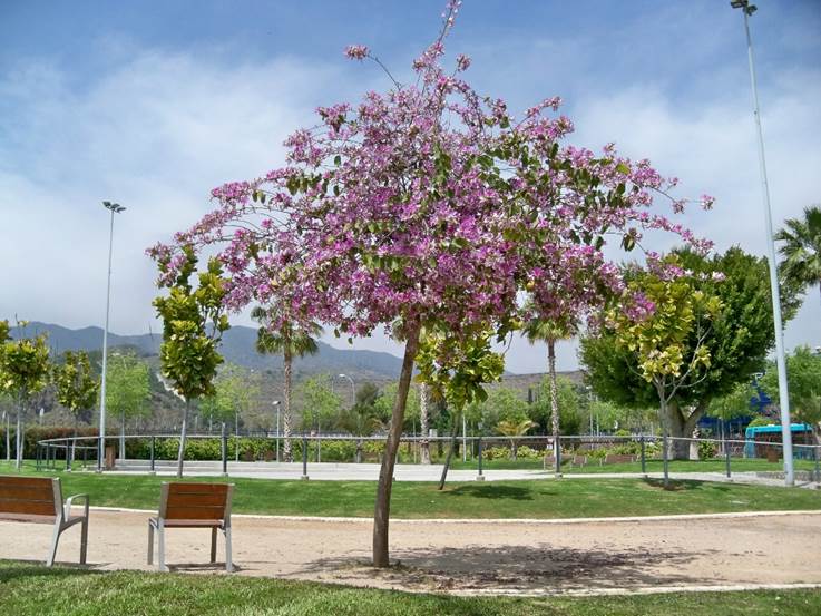 Descripción: https://upload.wikimedia.org/wikipedia/commons/1/13/Bauhinia_variegata%2C_Parque_de_la_Alegr%C3%ADa%2C_M%C3%A1laga_%2803%29.jpg